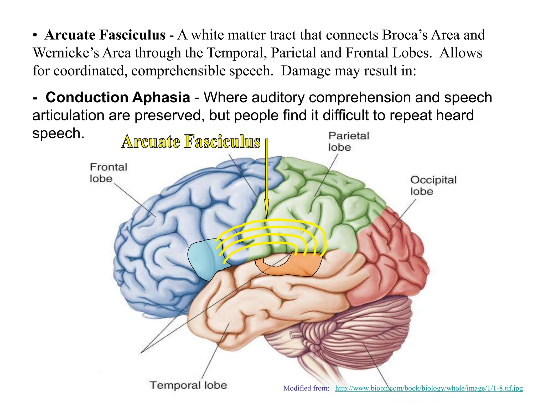 physiology of cerebral cortex, cerbral cortex.ppt