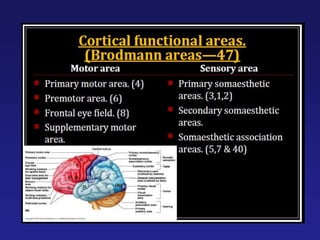physiology of cerebral cortex, cerbral cortex.ppt