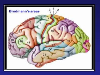 physiology of cerebral cortex, cerbral cortex.ppt