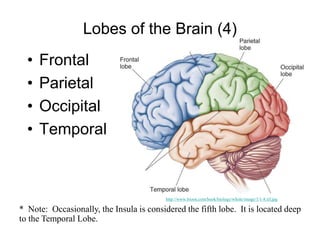 physiology of cerebral cortex, cerbral cortex.ppt