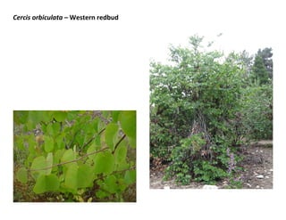 Cercis orbiculata – Western redbud

 