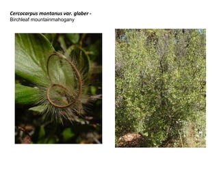 Cercocarpus montanus var. glaber -
Birchleaf mountainmahogany
 