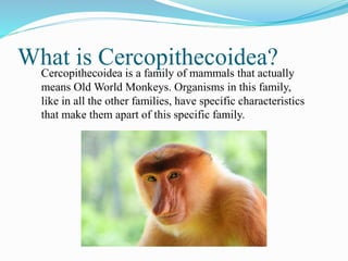 Old World Monkeys  Overview, List & Characteristics - Video