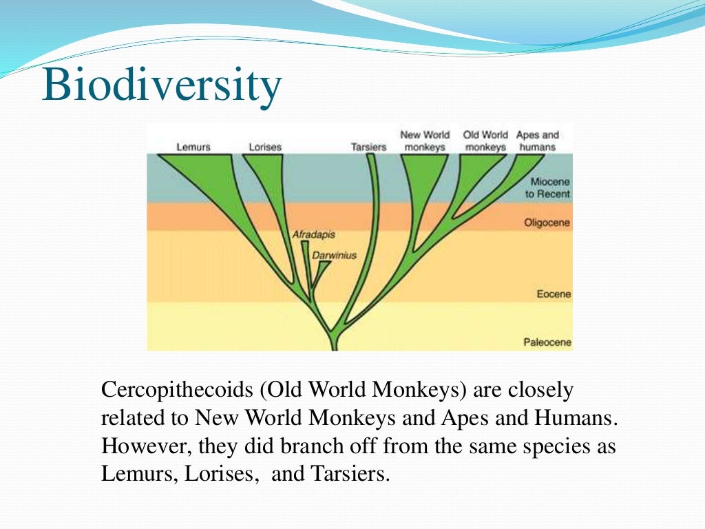 Cercopithecoidea (Old World Monkeys)