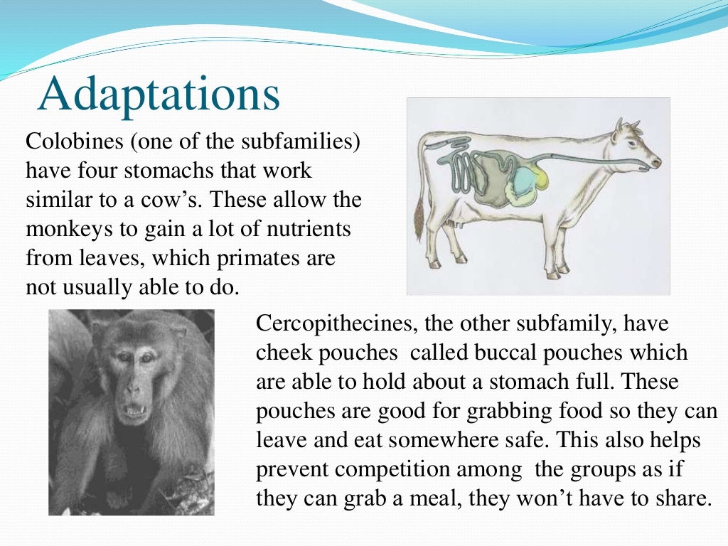 Cercopithecoidea (Old World Monkeys)