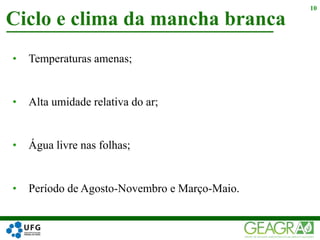 • Temperaturas amenas;
• Alta umidade relativa do ar;
• Água livre nas folhas;
• Período de Agosto-Novembro e Março-Maio.
Ciclo e clima da mancha branca
10
 