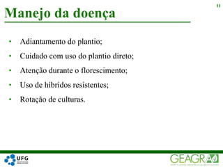 • Adiantamento do plantio;
• Cuidado com uso do plantio direto;
• Atenção durante o florescimento;
• Uso de híbridos resistentes;
• Rotação de culturas.
Manejo da doença
11
 
