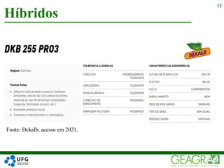 Híbridos
12
Fonte: Dekalb, acesso em 2021.
 