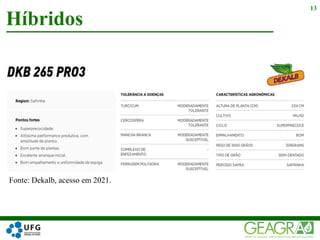 Híbridos
13
Fonte: Dekalb, acesso em 2021.
 