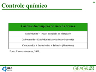 Controle químico
14
Controle do complexo de mancha branca
Estrobilurina + Triazol associado ao Mancozeb
Carboxamida + Estrobilurina associados ao Mancozeb
Carboxamida + Estrobilurina + Triazol + (Mancozeb)
Fonte: Pionner sementes, 2019.
 