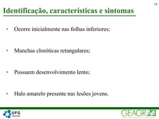 • Ocorre inicialmente nas folhas inferiores;
• Manchas cloróticas retangulares;
• Possuem desenvolvimento lento;
• Halo amarelo presente nas lesões jovens.
Identificação, características e sintomas
16
 