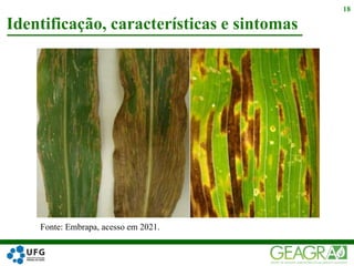 Identificação, características e sintomas
18
Fonte: Embrapa, acesso em 2021.
 