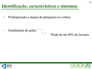 • Predisposição a ataque de patógenos no colmo;
• Enchimento de grãos
Identificação, características e sintomas
19
Perda de até 80% da lavoura.
 