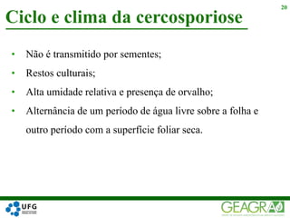 • Não é transmitido por sementes;
• Restos culturais;
• Alta umidade relativa e presença de orvalho;
• Alternância de um período de água livre sobre a folha e
outro período com a superfície foliar seca.
Ciclo e clima da cercosporiose
20
 