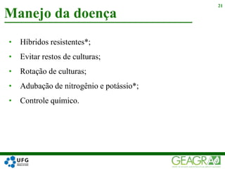 • Híbridos resistentes*;
• Evitar restos de culturas;
• Rotação de culturas;
• Adubação de nitrogênio e potássio*;
• Controle químico.
Manejo da doença
21
 
