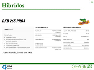 Híbridos
23
Fonte: Dekalb, acesso em 2021.
 