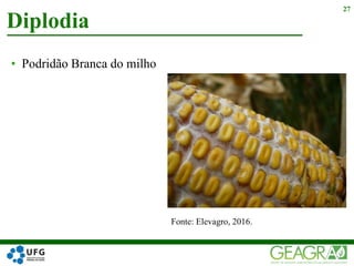 • Podridão Branca do milho
Diplodia
27
Fonte: Elevagro, 2016.
 