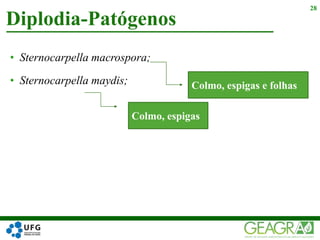 • Sternocarpella macrospora;
• Sternocarpella maydis;
Diplodia-Patógenos
28
Colmo, espigas e folhas
Colmo, espigas
 