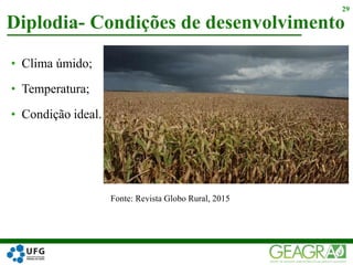 • Clima úmido;
• Temperatura;
• Condição ideal.
Diplodia- Condições de desenvolvimento
29
Fonte: Revista Globo Rural, 2015
 
