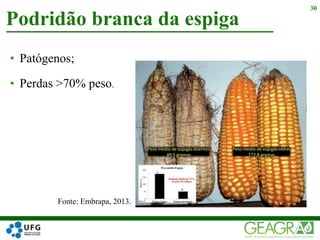 • Patógenos;
• Perdas >70% peso.
Podridão branca da espiga
30
Fonte: Embrapa, 2013.
 
