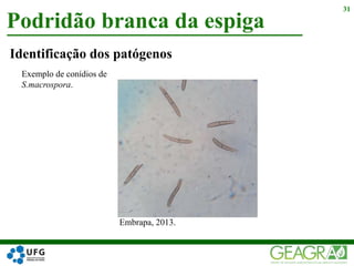 Identificação dos patógenos
Podridão branca da espiga
31
Embrapa, 2013.
Exemplo de conídios de
S.macrospora.
 