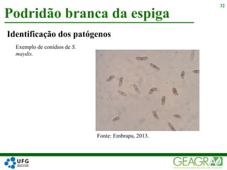Identificação dos patógenos
Podridão branca da espiga
32
Exemplo de conídios de S.
maydis.
Fonte: Embrapa, 2013.
 