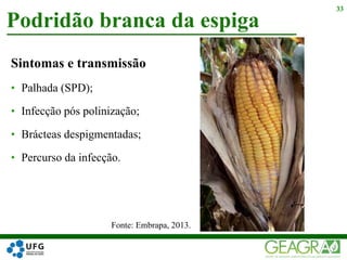 Sintomas e transmissão
• Palhada (SPD);
• Infecção pós polinização;
• Brácteas despigmentadas;
• Percurso da infecção.
Podridão branca da espiga
33
Fonte: Embrapa, 2013.
 