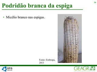 • Micélio branco nas espigas.
Podridão branca da espiga
34
Fonte: Embrapa,
2013
 
