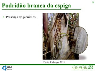 • Presença de picnídios.
Podridão branca da espiga
35
Fonte: Embrapa, 2013
 