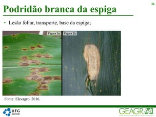 • Lesão foliar, transporte, base da espiga;
Podridão branca da espiga
36
Fonte: Elevagro, 2016.
 