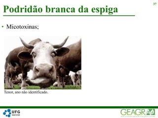 • Micotoxinas;
Podridão branca da espiga
37
Tenor, ano não identificado.
 