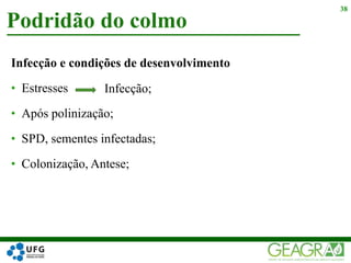 Infecção e condições de desenvolvimento
• Estresses
• Após polinização;
• SPD, sementes infectadas;
• Colonização, Antese;
Podridão do colmo
38
Infecção;
 