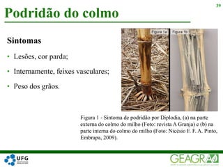 Sintomas
• Lesões, cor parda;
• Internamente, feixes vasculares;
• Peso dos grãos.
Podridão do colmo
39
Figura 1 - Sintoma de podridão por Diplodia, (a) na parte
externa do colmo do milho (Foto: revista A Granja) e (b) na
parte interna do colmo do milho (Foto: Nicésio F. F. A. Pinto,
Embrapa, 2009).
 