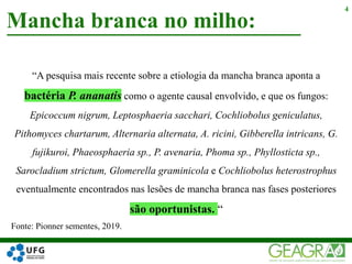 “A pesquisa mais recente sobre a etiologia da mancha branca aponta a
bactéria P. ananatis como o agente causal envolvido, e que os fungos:
Epicoccum nigrum, Leptosphaeria sacchari, Cochliobolus geniculatus,
Pithomyces chartarum, Alternaria alternata, A. ricini, Gibberella intricans, G.
fujikuroi, Phaeosphaeria sp., P. avenaria, Phoma sp., Phyllosticta sp.,
Sarocladium strictum, Glomerella graminicola e Cochliobolus heterostrophus
eventualmente encontrados nas lesões de mancha branca nas fases posteriores
são oportunistas. “
Mancha branca no milho:
4
Fonte: Pionner sementes, 2019.
 