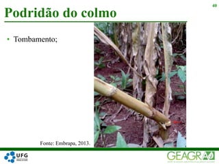 • Tombamento;
Podridão do colmo
40
Fonte: Embrapa, 2013.
 