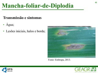 Transmissão e sintomas
• Água;
• Lesões iniciais, halos e borda;
Mancha-foliar-de-Diplodia
41
Fonte: Embrapa, 2013.
 