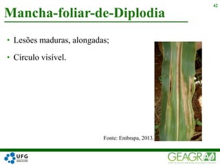 • Lesões maduras, alongadas;
• Círculo visível.
Mancha-foliar-de-Diplodia
42
Fonte: Embrapa, 2013.
 