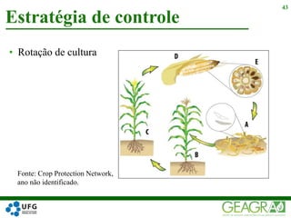 • Rotação de cultura
Estratégia de controle
43
Fonte: Crop Protection Network,
ano não identificado.
 