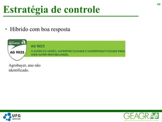 • Híbrido com boa resposta
Estratégia de controle
44
Agrobayer, ano não
identificado.
 