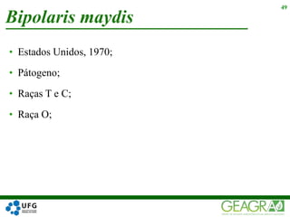 • Estados Unidos, 1970;
• Pátogeno;
• Raças T e C;
• Raça O;
Bipolaris maydis
49
 