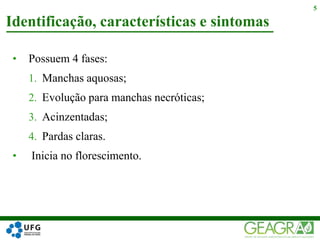 • Possuem 4 fases:
1. Manchas aquosas;
2. Evolução para manchas necróticas;
3. Acinzentadas;
4. Pardas claras.
• Inicia no florescimento.
Identificação, características e sintomas
5
 