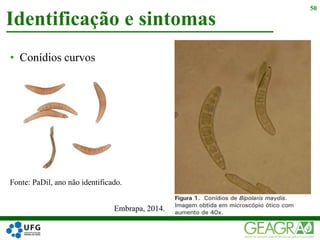 • Conídios curvos
Identificação e sintomas
50
Embrapa, 2014.
Fonte: PaDil, ano não identificado.
 