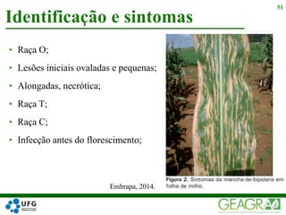 • Raça O;
• Lesões iniciais ovaladas e pequenas;
• Alongadas, necrótica;
• Raça T;
• Raça C;
• Infecção antes do florescimento;
Identificação e sintomas
51
Embrapa, 2014.
 