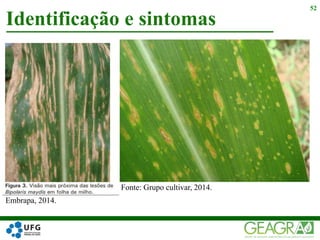 Identificação e sintomas
52
Embrapa, 2014.
Fonte: Grupo cultivar, 2014.
 