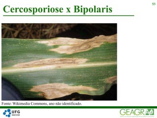 Cercosporiose x Bipolaris
53
Fonte: Wikimedia Commons, ano não identificado.
 