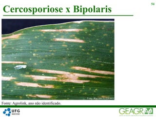 Cercosporiose x Bipolaris
54
Fonte: Agrolink, ano não identificado.
 