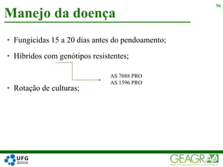 • Fungicidas 15 a 20 dias antes do pendoamento;
• Híbridos com genótipos resistentes;
• Rotação de culturas;
Manejo da doença
56
AS 7088 PRO
AS 1596 PRO
 