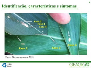 Identificação, características e sintomas
6
Fonte: Pionner sementes, 2019.
 