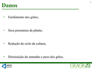 • Enchimento dos grãos;
• Seca prematura da planta;
• Redução do ciclo da cultura;
• Diminuição do tamanho e peso dos grãos.
Danos
7
 