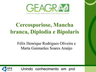 Unindo conhecimento em prol
Cercosporiose, Mancha
branca, Diplodia e Bipolaris
Félix Henrique Rodrigues Oliveira e
Marta Guimarães Soares Araújo
 